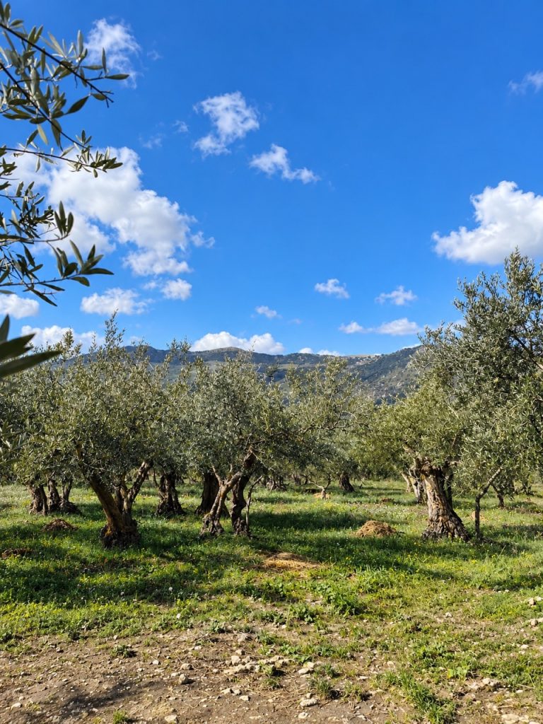 Olijfbomen in de olijfgaard in Sicilië, met bergen op de achtergrond